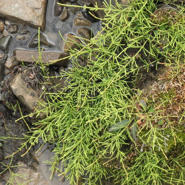 Equisetum arvense alpestre Svalbard Longyearbyen 2014 3 A.Elven a